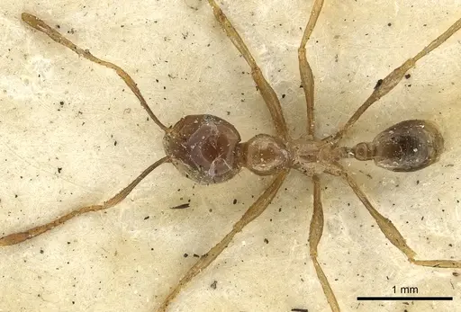 Carebara affinis specimen CASENT0901419 image casent0901419_2