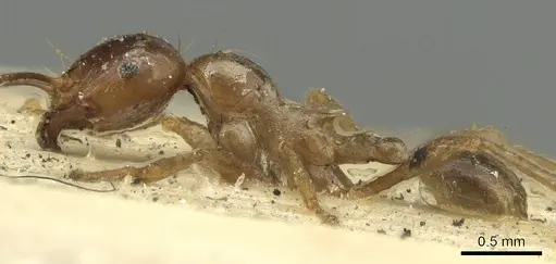 Carebara affinis specimen CASENT0901419 image casent0901419_4