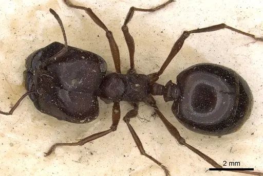 Carebara affinis specimen CASENT0901420 image casent0901420_1