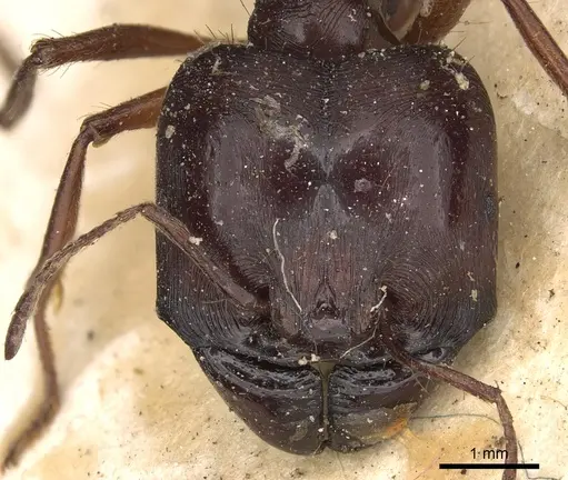 Carebara affinis specimen CASENT0901420 image casent0901420_2