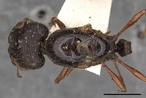 Carebara affinis specimen CASENT0901423 image casent0901423_1