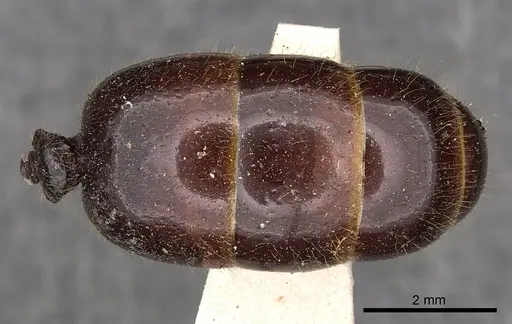 Carebara affinis specimen CASENT0901423 image casent0901423_2
