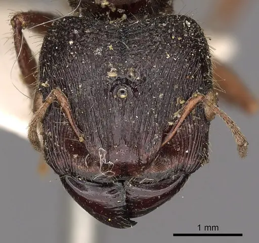 Carebara affinis specimen CASENT0901423 image casent0901423_3