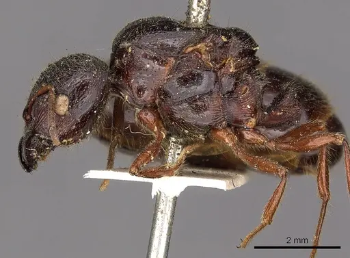 Carebara affinis specimen CASENT0901423 image casent0901423_4