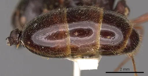 Carebara affinis specimen CASENT0901423 image casent0901423_5