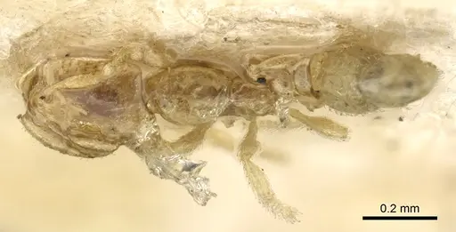 Carebara affinis specimen CASENT0902385 image casent0902385_1