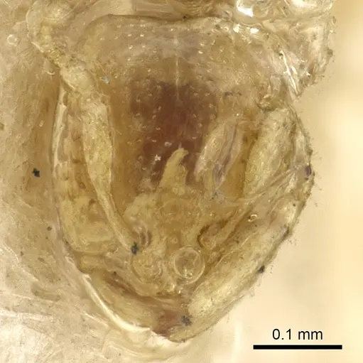 Carebara affinis specimen CASENT0902385 image casent0902385_2