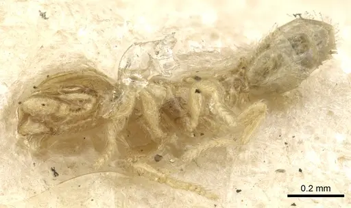 Carebara affinis specimen CASENT0902385 image casent0902385_3