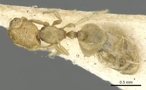 Carebara affinis specimen CASENT0902386 image casent0902386_1