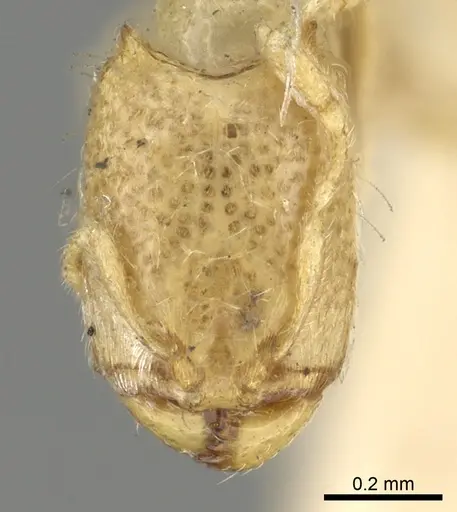Carebara affinis specimen CASENT0902386 image casent0902386_2