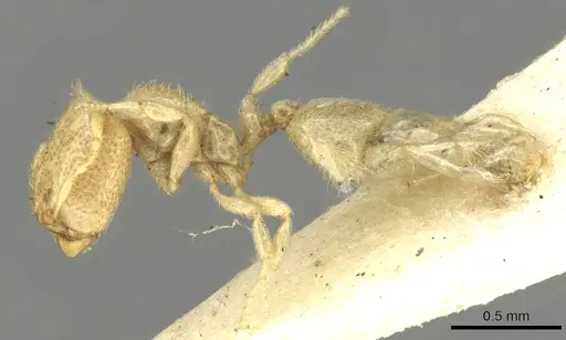 Carebara affinis specimen CASENT0902386 image casent0902386_3
