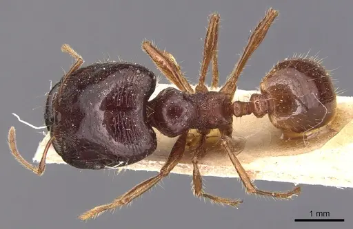 Carebara affinis specimen CASENT0904648 image casent0904648_1
