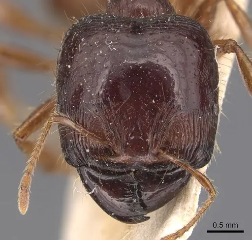 Carebara affinis specimen CASENT0904648 image casent0904648_2