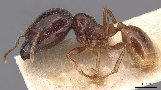 Carebara affinis specimen CASENT0904648 image casent0904648_3