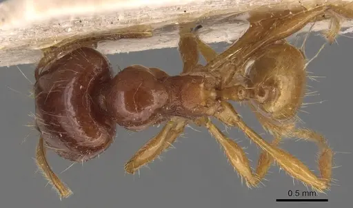 Carebara affinis specimen CASENT0904649 image casent0904649_1