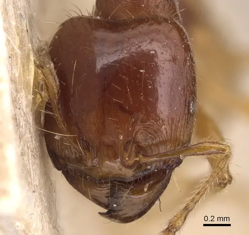 Carebara affinis specimen CASENT0904649 image casent0904649_2