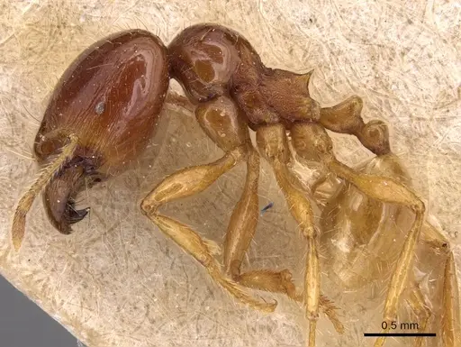 Carebara affinis specimen CASENT0904649 image casent0904649_3