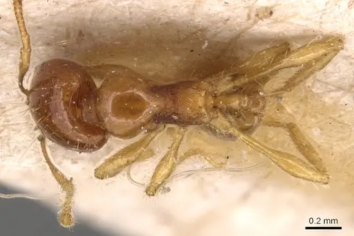Carebara affinis specimen CASENT0904650 image casent0904650_1
