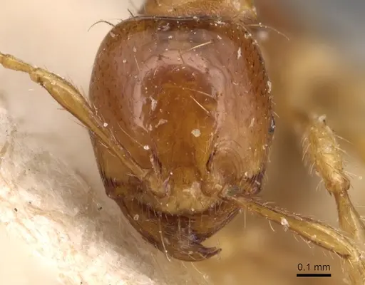 Carebara affinis specimen CASENT0904650 image casent0904650_2