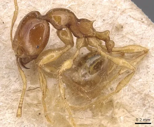 Carebara affinis specimen CASENT0904650 image casent0904650_3
