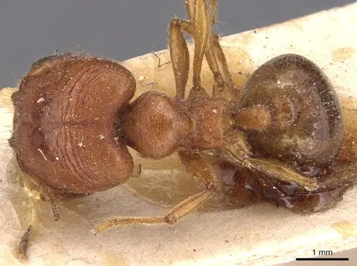 Carebara affinis specimen CASENT0904651 image casent0904651_1
