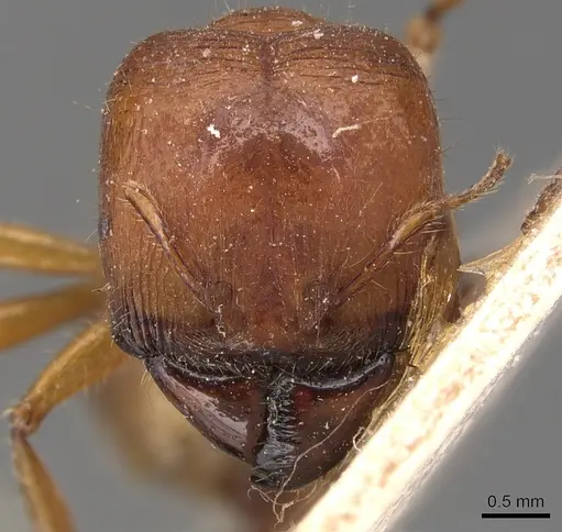 Carebara affinis specimen CASENT0904651 image casent0904651_2
