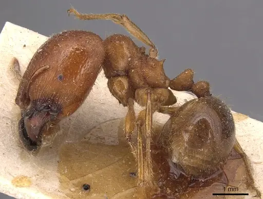 Carebara affinis specimen CASENT0904651 image casent0904651_3