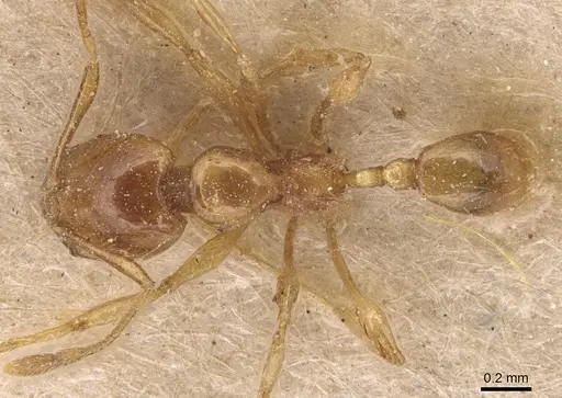 Carebara affinis specimen CASENT0904652 image casent0904652_1