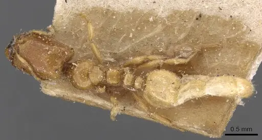 Carebara affinis specimen CASENT0908897 image casent0908897_1