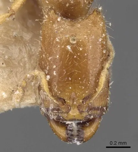 Carebara affinis specimen CASENT0908897 image casent0908897_2