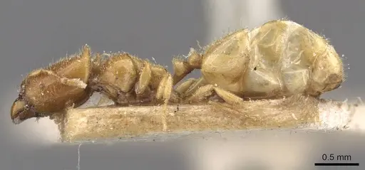 Carebara affinis specimen CASENT0908897 image casent0908897_3