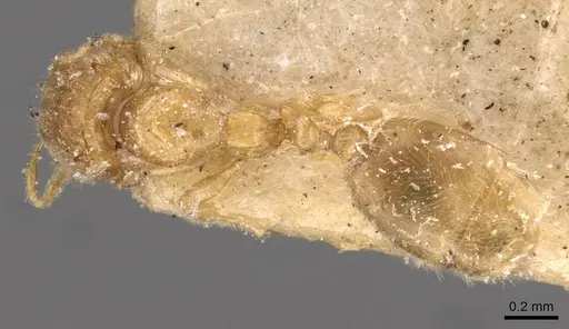 Carebara affinis specimen CASENT0908898 image casent0908898_1