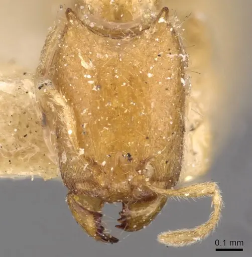 Carebara affinis specimen CASENT0908898 image casent0908898_2