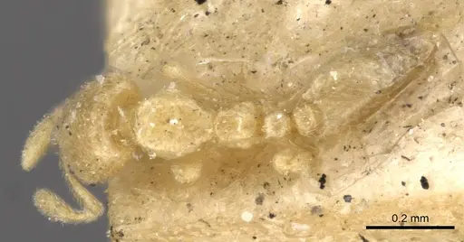 Carebara affinis specimen CASENT0908899 image casent0908899_1