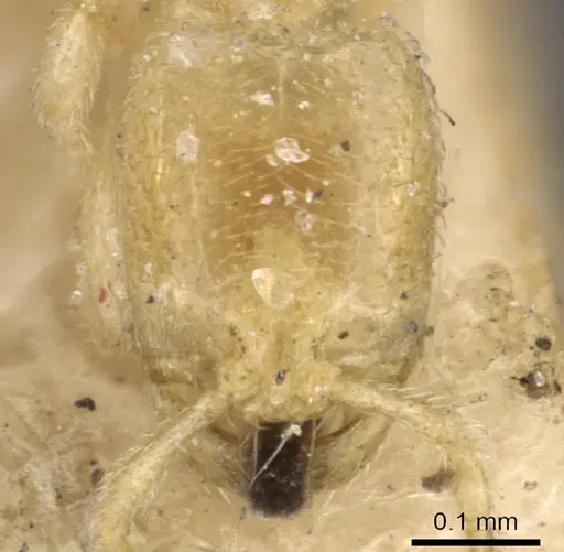 Carebara affinis specimen CASENT0908899 image casent0908899_2