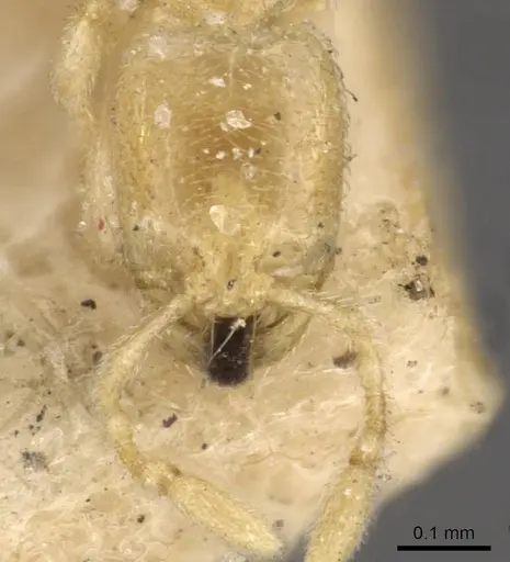 Carebara affinis specimen CASENT0908899 image casent0908899_3
