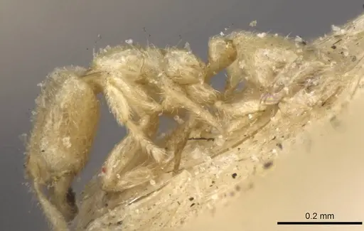 Carebara affinis specimen CASENT0908899 image casent0908899_4