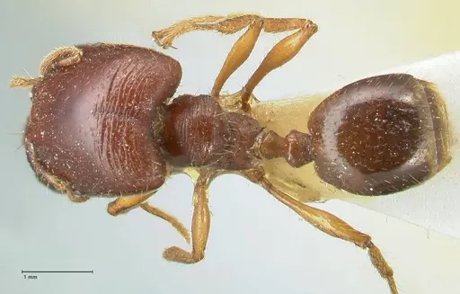 Carebara affinis specimen FOCOL1900 image focol1900_1