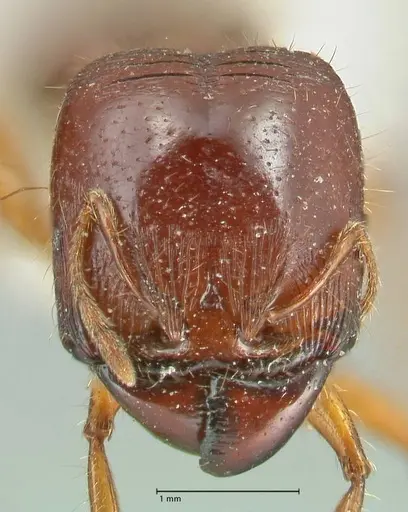 Carebara affinis specimen FOCOL1900 image focol1900_2