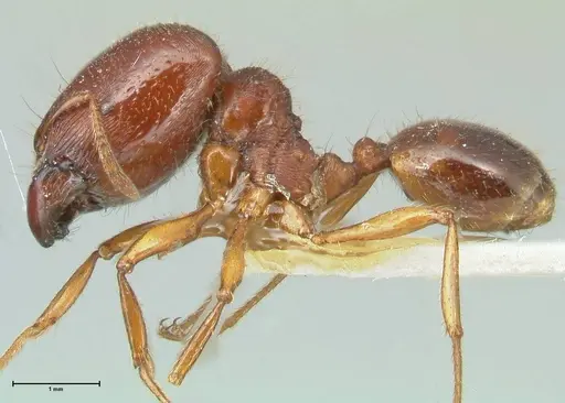 Carebara affinis specimen FOCOL1900 image focol1900_3