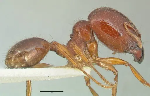 Carebara affinis specimen FOCOL1900 image focol1900_4