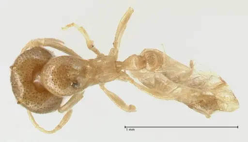 Carebara africana specimen FOCOL2312 image focol2312_1