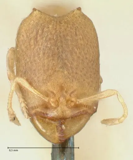 Carebara africana specimen FOCOL2312 image focol2312_2