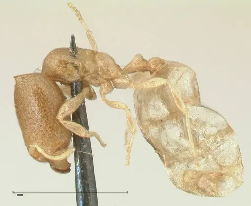 Carebara africana specimen FOCOL2312 image focol2312_3