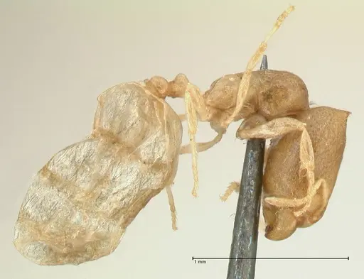 Carebara africana specimen FOCOL2312 image focol2312_4