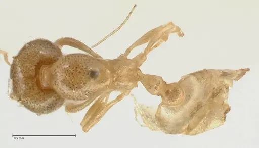 Carebara africana specimen FOCOL2313 image focol2313_1