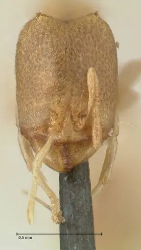 Carebara africana specimen FOCOL2313 image focol2313_2