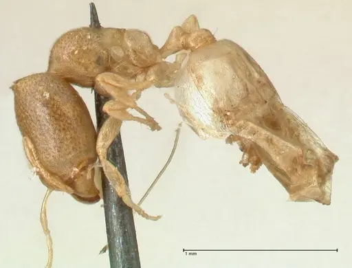 Carebara africana specimen FOCOL2313 image focol2313_3