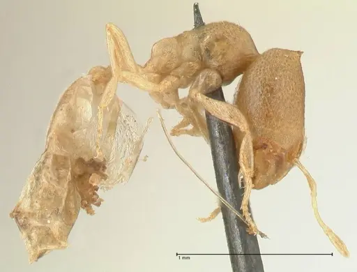Carebara africana specimen FOCOL2313 image focol2313_4
