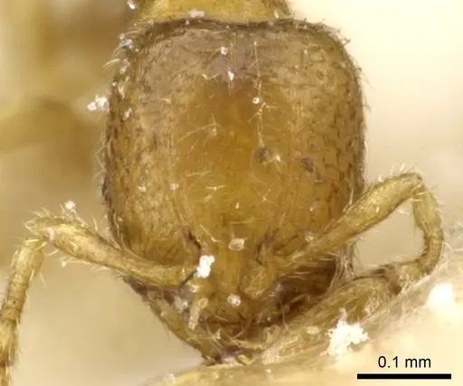 Carebara alluaudi specimen CASENT0904667 image casent0904667_2